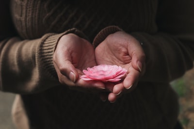 人持有pink-petaled花
